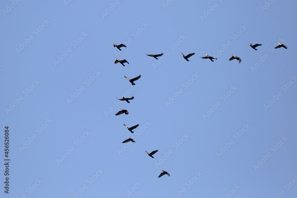 Migrating birds in formation flight