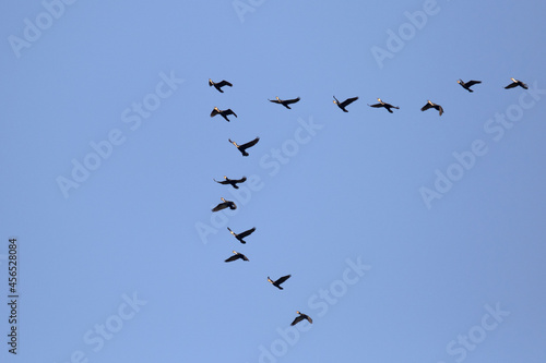 Migrating birds in formation flight