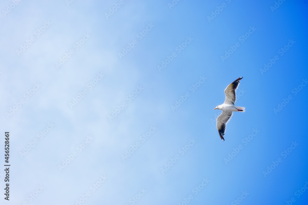 seagull in the blue sky