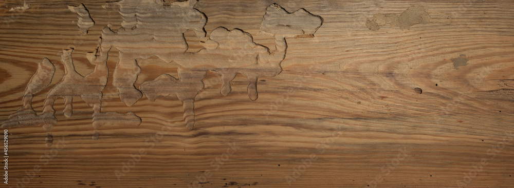 Szkodniki wyrzeźbiły drewniane chodniki 
Pests carved wood walkways .
 - obrazy, fototapety, plakaty 