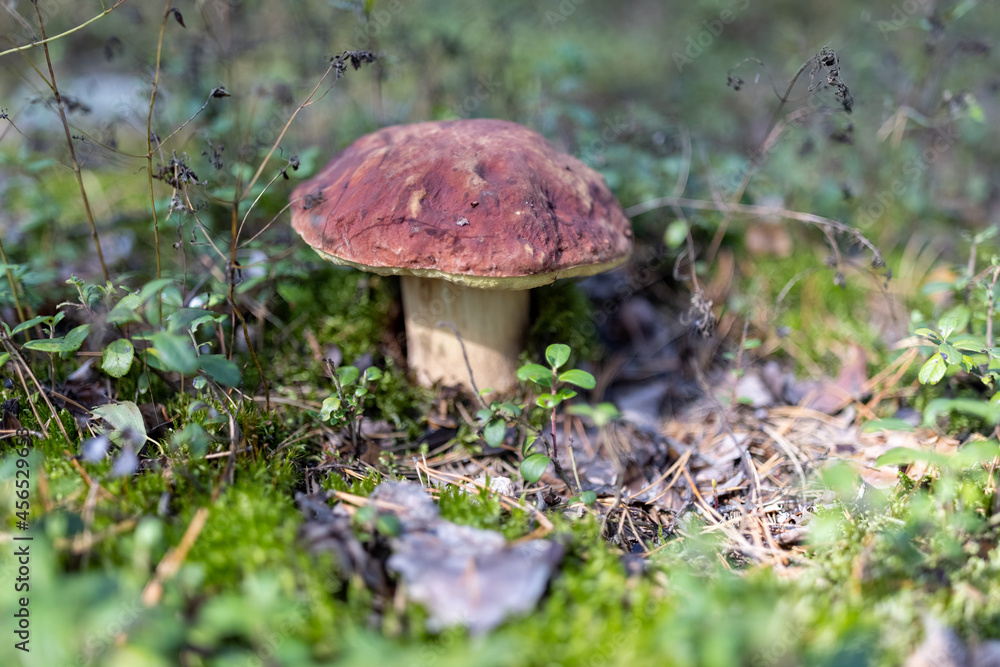 Mashroom in the forest
