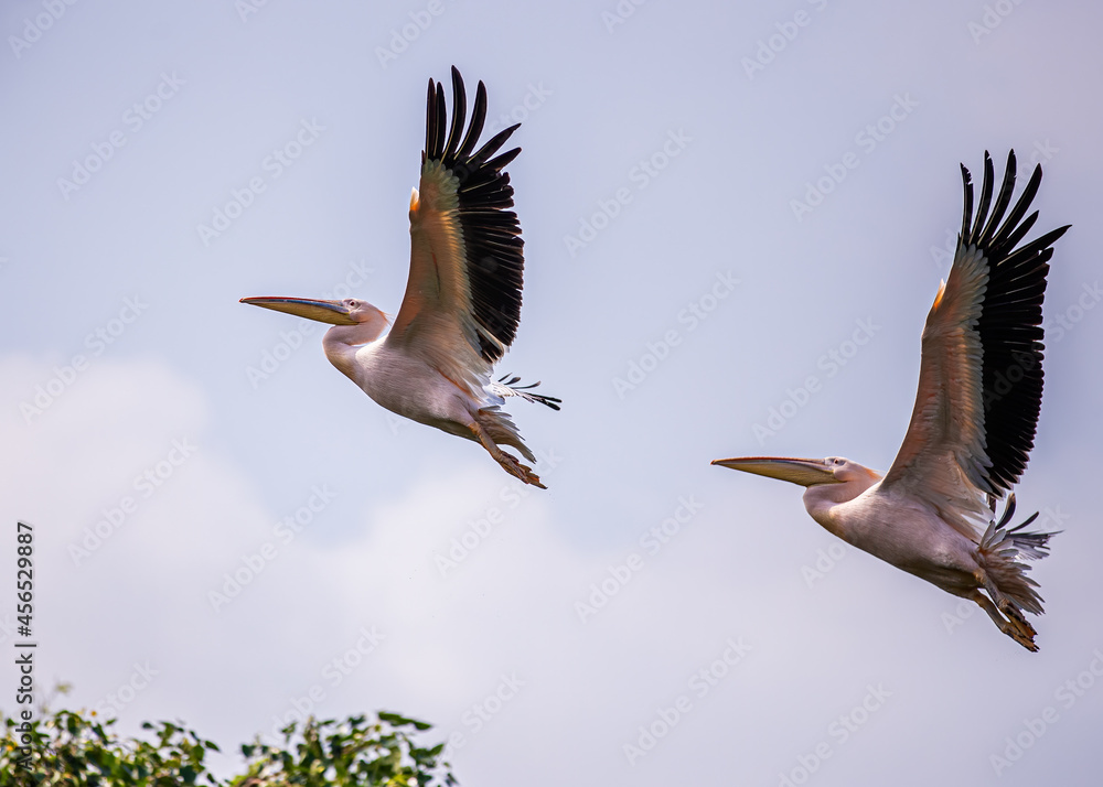 Obraz premium Pair of Pink Pelican moving high