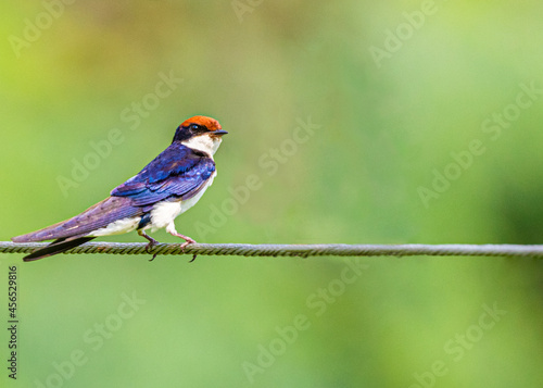 Wire Tail Swallow sitting on a wire © YK
