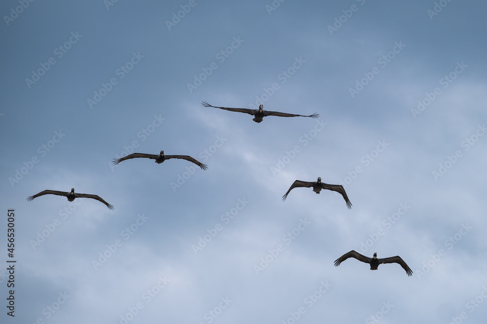 Obraz premium A Group of Brown Pelicans Flying in V-formation