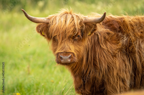 Highland rustic cattle perfectly at home on the dunes and heath of Fanø island in the North Sea off the off the Jutland Peninsula across the Wadden Sea