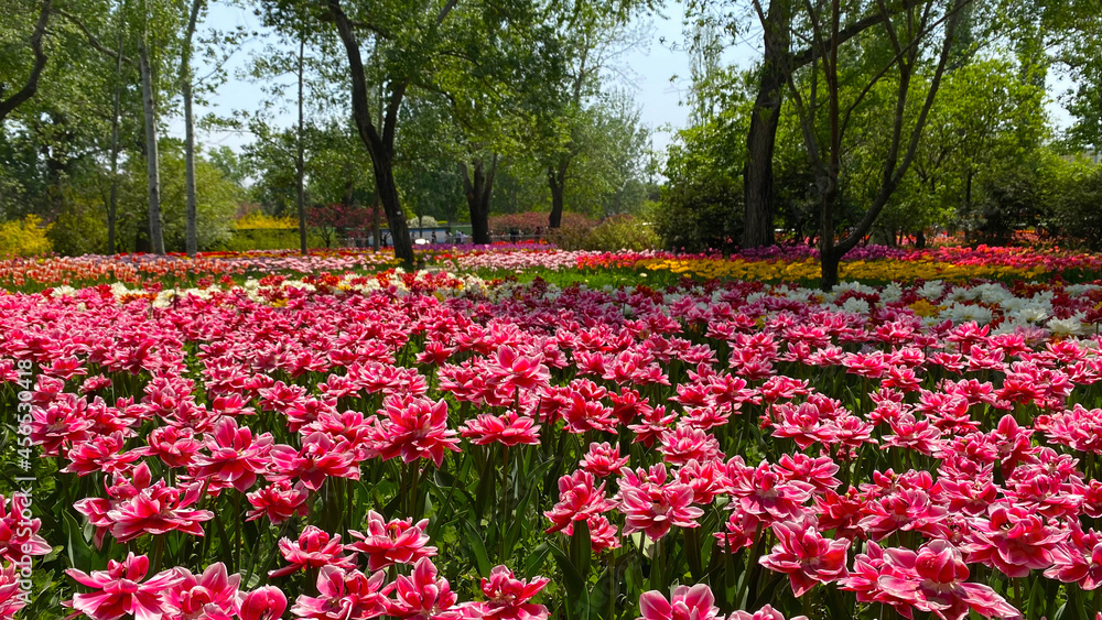 Φωτογραφία The tulip fields are so beautiful that they are so unreal, they are simply a sea of flowers