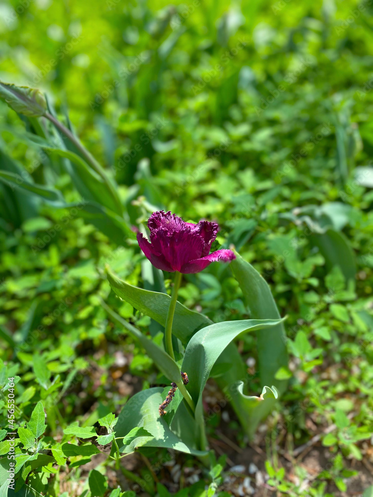 Φωτογραφία The tulip fields are so beautiful that they are so unreal, they are simply a sea of flowers