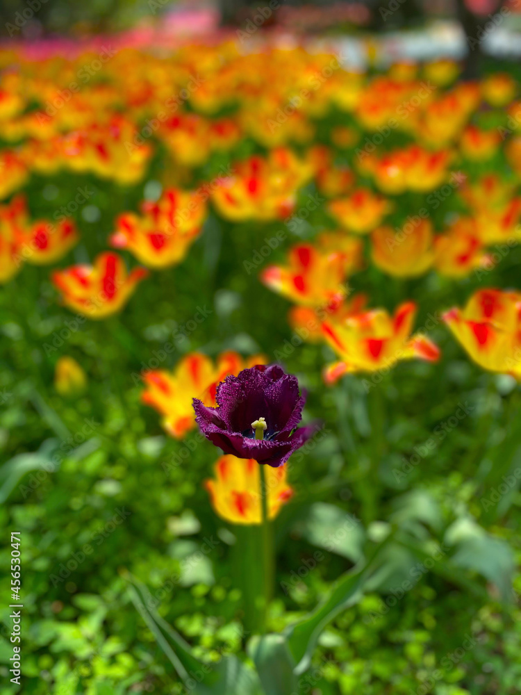 Φωτογραφία The tulip fields are so beautiful that they are so unreal, they are simply a sea of flowers