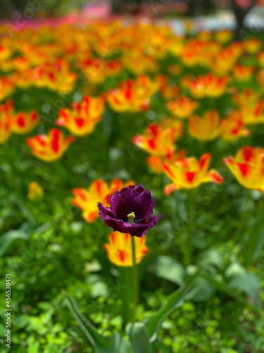 The tulip fields are so beautiful that they are so unreal, they are simply a sea of flowers.