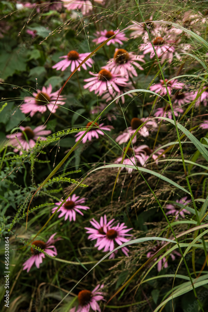Fototapeta premium Beautiful close up image of Purple Coneflower Echinacea Purpurea Moench flower in English country garden landscape setting