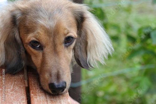 ふてくされる犬