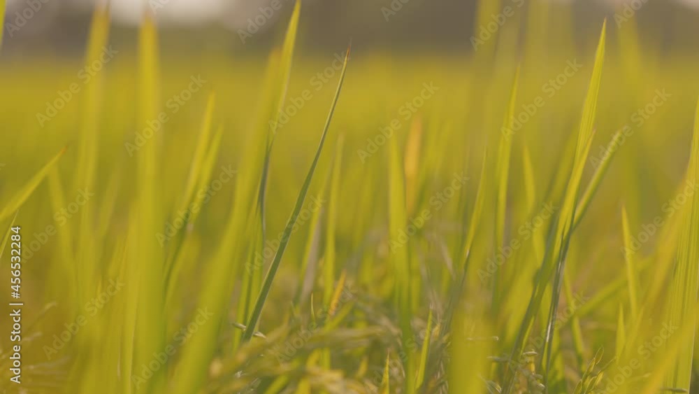 Rice in the fields winds concept. it vegetable for good health. 4k resolution. Rice in the fields winds concept. it vegetable for good health. 4k resolution.