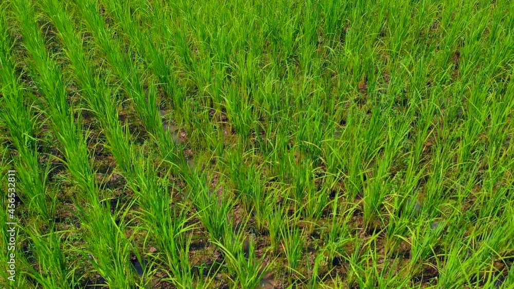 Organic Farming Paddy Rice Field from the Drone view, it flies over around the rice field area in the open sky day, Uthai Thani province, Thailand. Organic Farming Paddy Rice Field from the Drone view, it flies over around the rice field area in the open sky day, Uthai Thani province, Thailand.