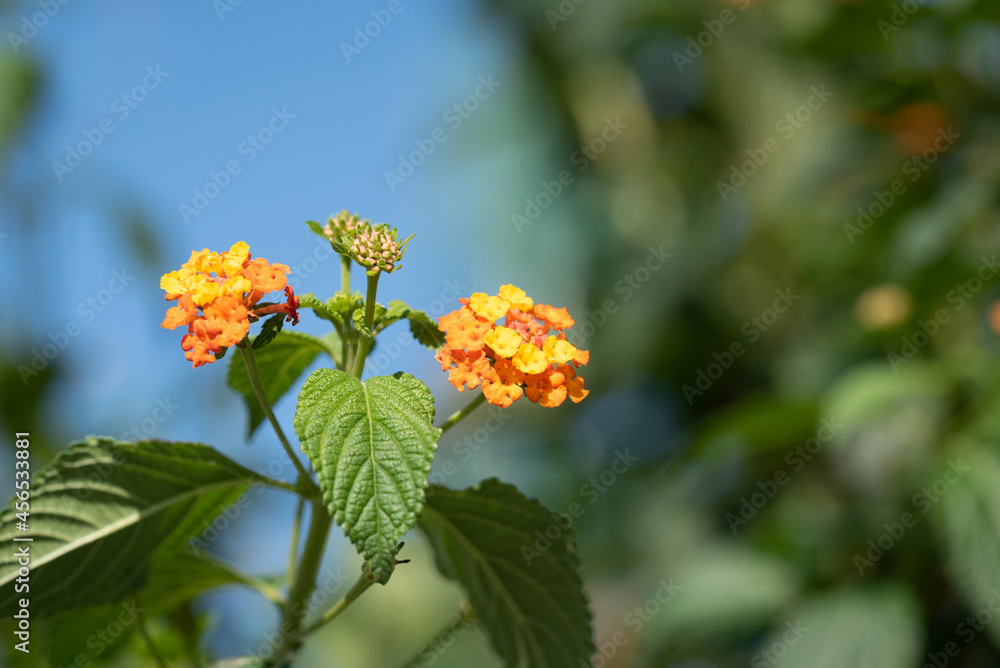 Orange-gelbe Baumblüten Orange-gelbe Baumblüten
