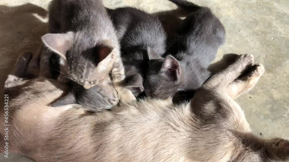 mother cat is breastfeeding The cat is eating mother's milk. mother cat is breastfeeding The cat is eating mother's milk.