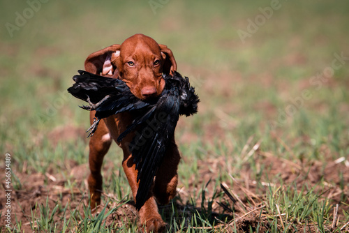 Vizsla, Drahthaar Vizsla, Ungarischer Vorstehhund, Rabenkrähe, Krähe, Apport, apportieren, Krähenjagd, Welpe, Wildgewöhnung, Jagdhund, Jagd, Vorstehhund, vorstehen, Jagdhundeausbildung