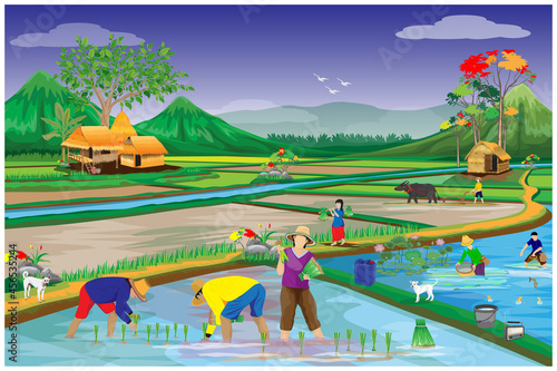 farmer transplant rice seeding in paddy field vector design