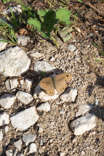 View of lasiommata maera butterfly photo