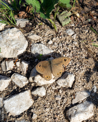 View of lasiommata maera butterfly photo