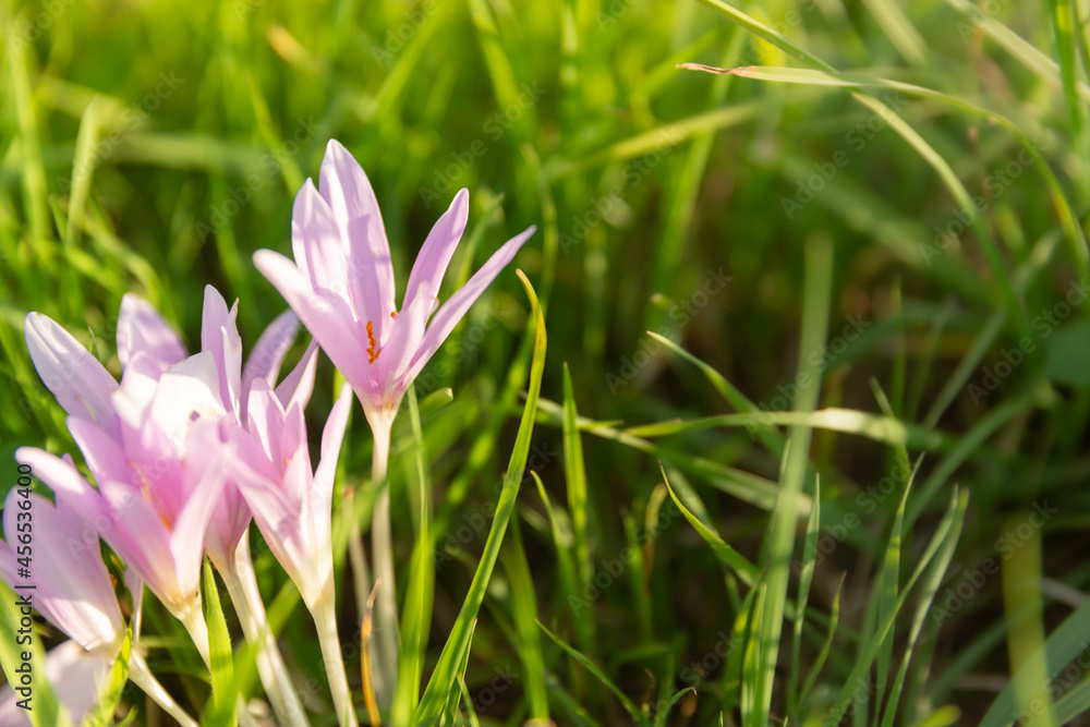 A group of autumn crocus flowers Colchicum autumnale among the grass A group of autumn crocus flowers Colchicum autumnale among the grass