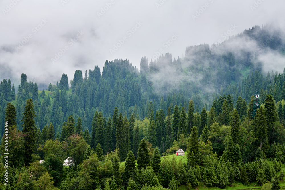 Obraz premium Forests on the Meadows cloudily in valley grassland scenic spot of Nalati, Xinjiang Uygur Autonomous Region, China.