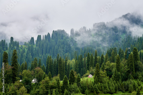 Forests on the Meadows cloudily in valley grassland scenic spot of Nalati, Xinjiang Uygur Autonomous Region, China.