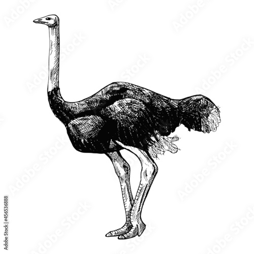 Ostrich isolated on white background. Sketch graphic big bird of savannah in engraving style.