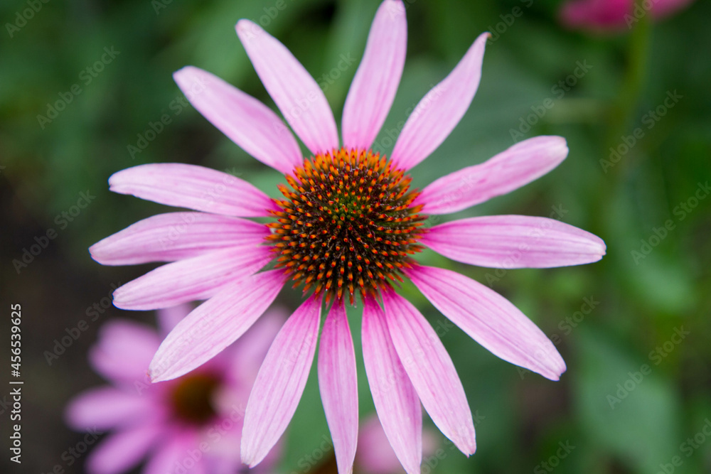 Coneflowers (Echinacea) blooming in a garden Coneflowers (Echinacea) blooming in a garden