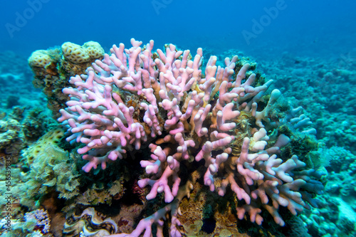 Colorful coral reef at the bottom of tropical sea, pink finger coral, underwater landscape