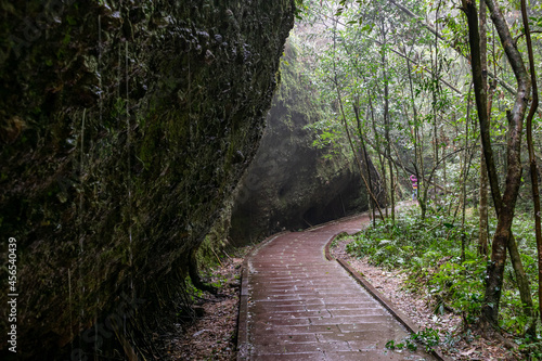 A road leading to the depths of the forest, with trees and rocks on both sides
