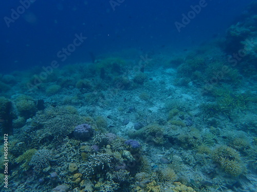 インドネシア　カナワ島の珊瑚と魚