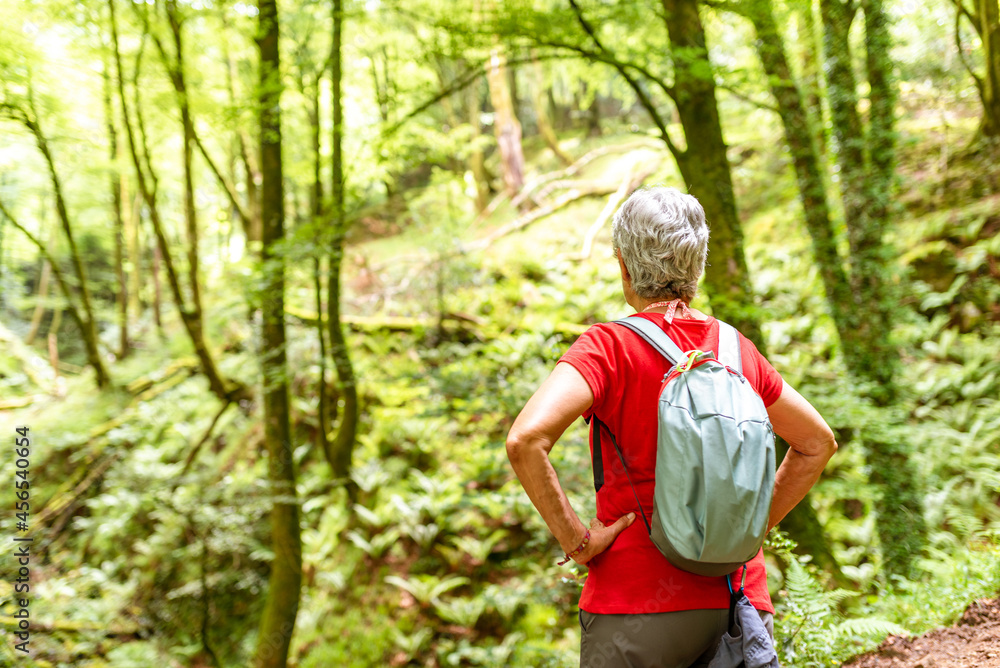 Naklejka premium mature hiker woman with gray hair and backpack contemplating the beech forest during a hike.