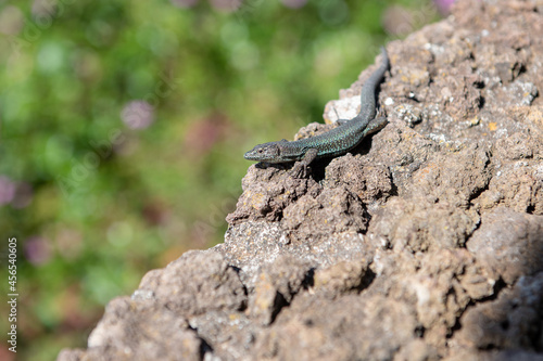 lizard on a stone