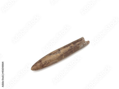 Fossilized remains of belemnite on a white background