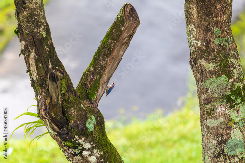 Velvet-fronted nuthatch (Sitta frontalis) in Latpancher, West Bengal, India photo