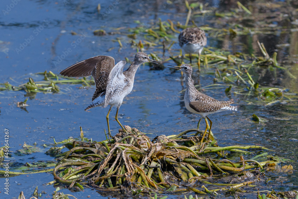Naklejka premium The wood sandpiper is a small wader. They migrate to Africa, Southern Asia, particularly India. They forage by probing in shallow water or on wet mud, and mainly eat insects and similar small prey.