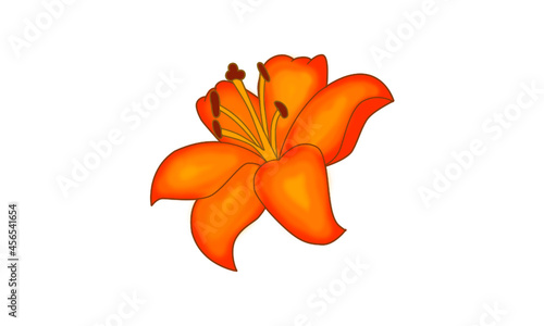 An illustration of an orange and yellow daylily isolated against a white background. photo