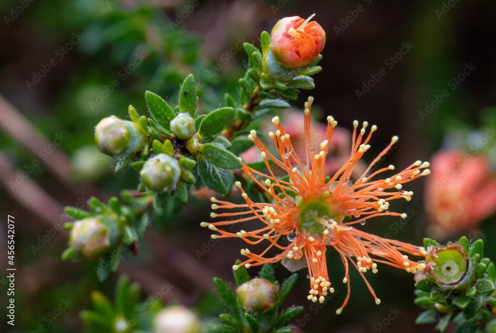 Obraz premium A member of the myrtle family, Myrtaceae, 'Eremaea pauciflora' is endemic to the south-west of Western Australia.