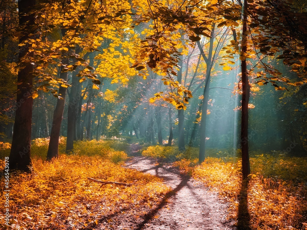 Sunny morning in the autumn forest. Yellow leaves on the trees in the woods. The sun's rays shine through the branches of the trees. 