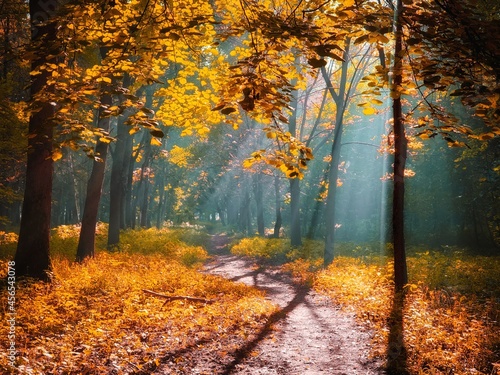 Sunny morning in the autumn forest. Yellow leaves on the trees in the woods. The sun's rays shine through the branches of the trees.  © Nazarii