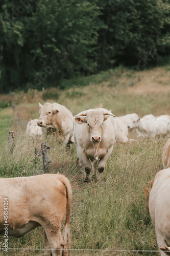 cows in the field photo