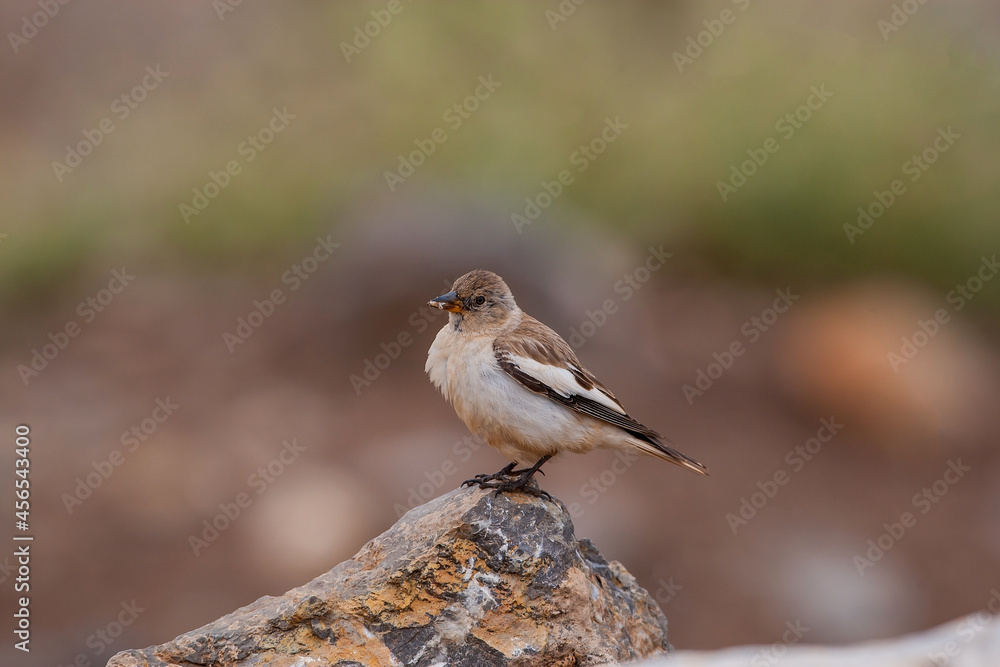 Naklejka premium White-winged Snowfinch (Montifringilla nivalis) perched on rock, full square side profile.