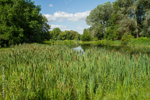 Pond surrounded by bulrush and trees