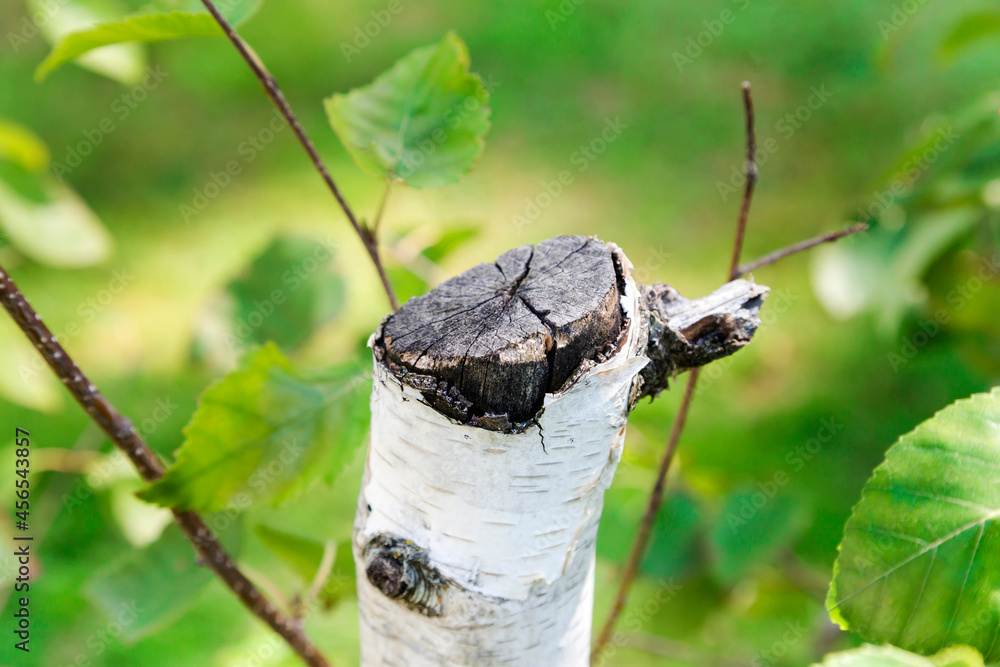 Obraz premium Felled tree with surrounding vegetation. Concept of environmental conservation.