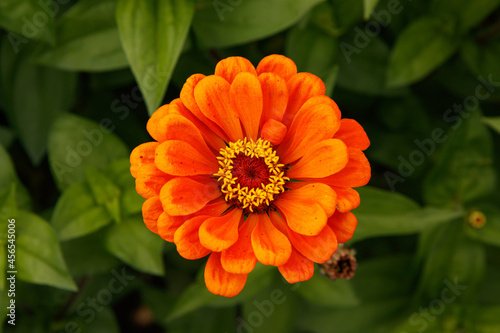 Fotografi A close up of an orange zinnia flower in the garden with blurred background of g