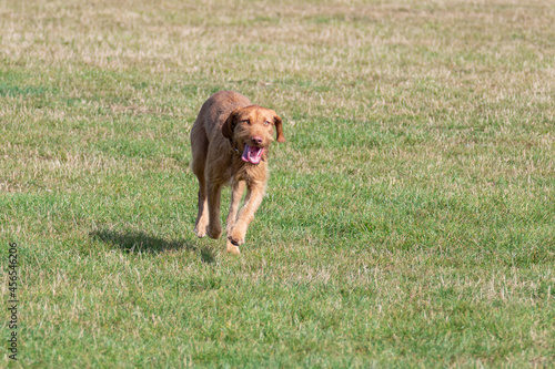 Wire haired Vizsla dog running in the park
