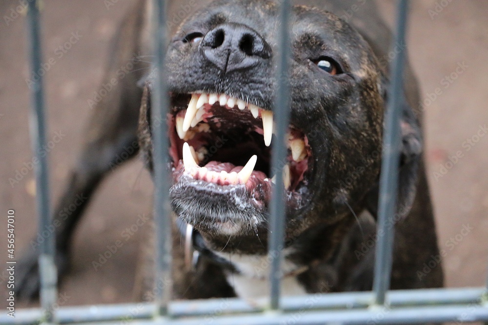 angry american staffordshire dog barking behind the fence - obrazy, fototapety, plakaty 