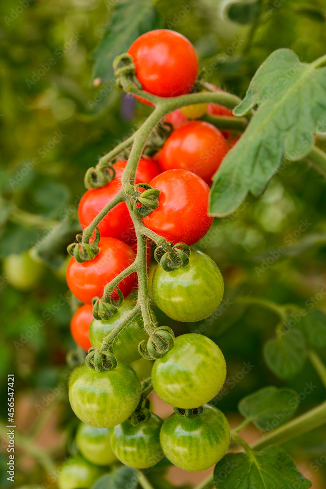 収穫直前のトマトの様子