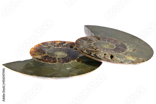 half cut ammonite from Madagascar isolated on white background photo