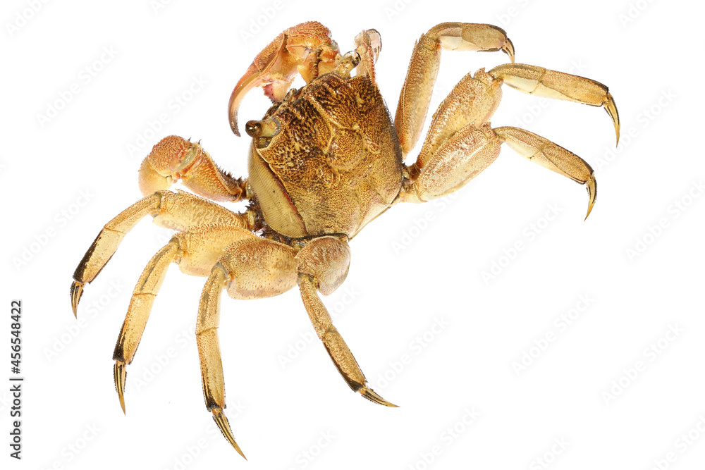 crab (Helice tridens) from Cebu, Philippines isolated on white background crab (Helice tridens) from Cebu, Philippines isolated on white background